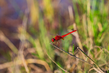 Red dragonfly