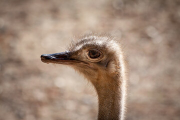 Ostrich face close up and in profile with negative space for copy and pleasing bokeh