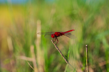 Red dragonfly