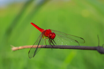 Red dragonfly