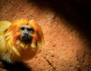 Golden lion headed tamarin looking at viewer with negatuve space for copy