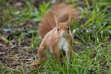 red squirrel on the grass looking at a possible predator