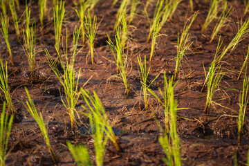 Rice seedlings