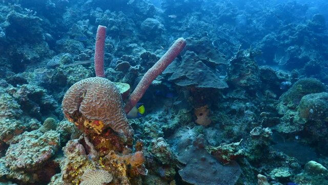 Queen Angelfish in coral reef of Caribbean Sea, Curacao