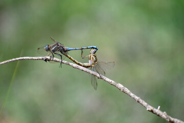 Close-up shot of Epaulet Skimmer (Orthetrum chrysostigma) male and female mating
