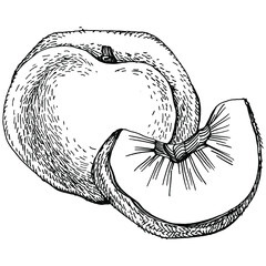 Peach sketch vector isolated. Hand drawn illustration fruit. Summer food engraved style retro. Detailed vintage vegetarian sketch. Great for your design  logo, emblem, label, poster, print, menu