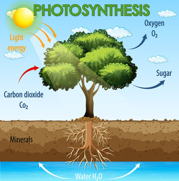457 Best Photosynthesis Diagram Images Stock Photos Vectors Adobe Stock