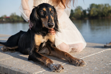 Womans hands pet lying saluki dog. Black and brown.