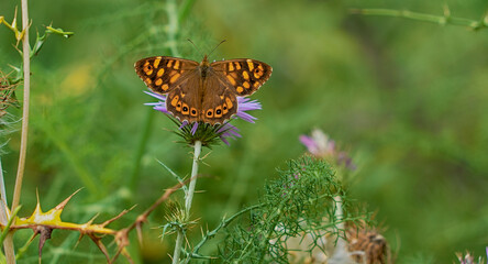 monarch butterfly close-up
