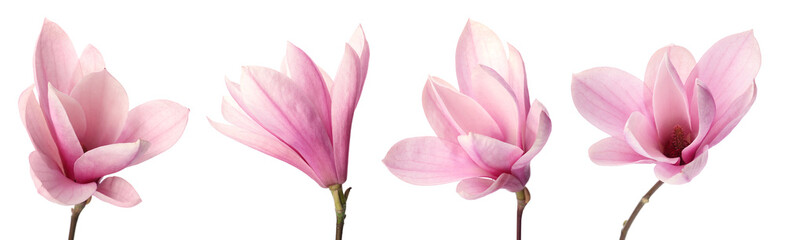 Obraz na płótnie Canvas Set with beautiful magnolia flowers on white background. Banner design