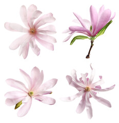 Obraz premium Set with beautiful magnolia flowers on white background
