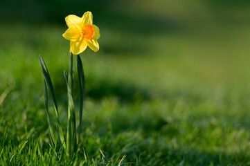 Yellow narcissus or daffodil flower on green grass in a garden with side, morning sunlight.