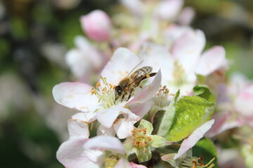 Insekten an einem Baum mit Blüten