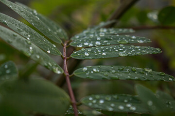 Drops of water on the leaves after the rain. Selective focus.