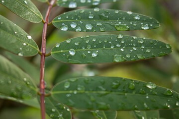 Drops of water on the leaves after the rain. Selective focus.