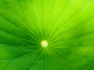 Fototapeta na wymiar Summer background. Macro mid-leaf water lilies. Copyspace.