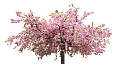 Fototapeta premium Beautiful blossoming sakura tree on white background. Banner design