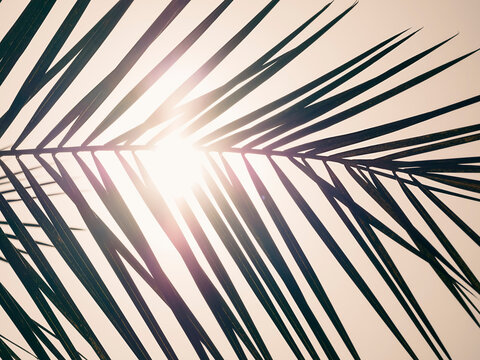 Summer background. Palm leaf against the sun