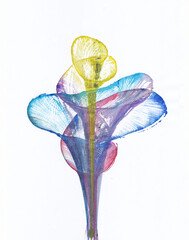 Art abstract flowers .Hand watercolor painting on paper.