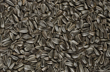 Sunflower seeds, background, from above. Whole, raw and striped fruits of Helianthus annuus with hulls, used as snack food or part of a meal. Confectionary sunflower seeds. Backdrop. Macro food photo.