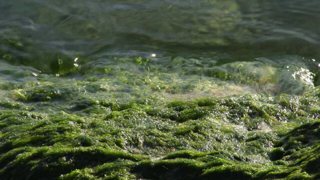 Green moss in a rock in the beach