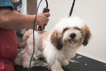 A pet groomer uses a hair clipper to trim the fur of a young Lhasa Apso puppy. Getting a haircut at...