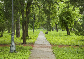Concrete path in the park covered with overgrown grass after the rain on a spring day.