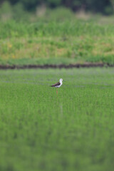 A female black-winged stilt standing in a paddy field after rice planting