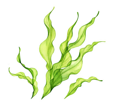 Watercolor seaweed bush. Transparent green sea plant isolated on white. Realistic botanical illustrations collection. Hand painted underwater grass