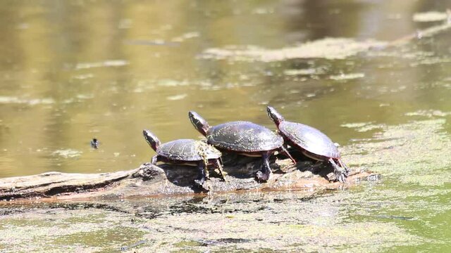A group of midland painted turtles basking on a log in Ontario Canada. 
