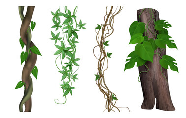 Tropical lianas. Twisted exotic jungle woody plants green climbs tendrils botanical nature objects decent vector realistic pictures - obrazy, fototapety, plakaty
