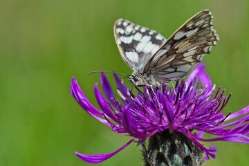  Marbled White butterfly on thistle