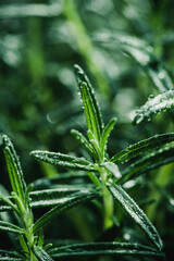 Green Rosemary Leaves Background. Closeup Texture Detail. Fresh Herbs Produce