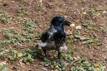 blackbird
