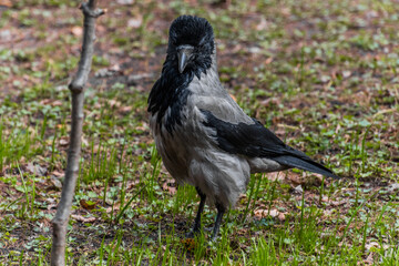 black crowned night heron