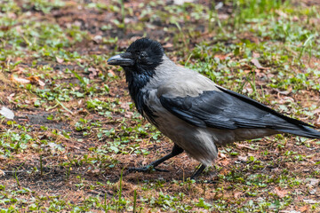 crow on the ground
