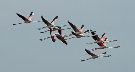 Flamingos photographed in an abandoned salt pans of Ulcinj in Montenegro      