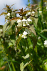 Wiesengewächs: Weiße Taubnessel (Lamium album)