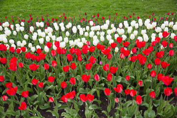 A bed of bright red and white tulips against the background of spring young grass on a clear sunny day. Agriculture Urban improvement.