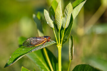 Brood-X 17 year Cicada in the sunny morning dew on a milkweed plant 