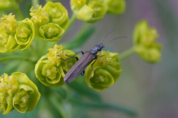 owad,żók,ekologia,wiosna,ogród,działka