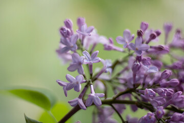 Branch of lilac flowers with green leaves, floral natural seasonal hipster background