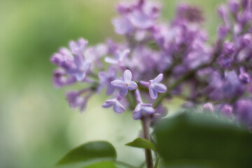 Fototapeta premium Lilac flower pink spring background. Springtime in the lilac park. Floral background. Shallow depth of field.