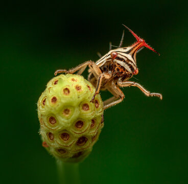 Macro shot of an insect of the membracidae family of about 5mm in size