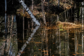 reeds in the water