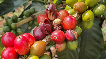 coffee with CBB disease