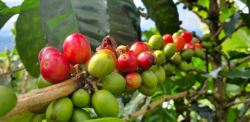 sick coffee crop with CBB