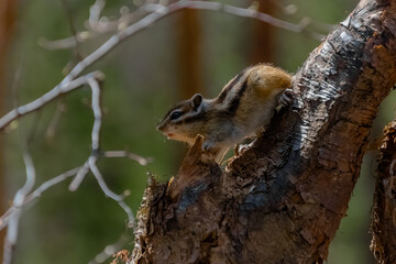 squirrel on tree