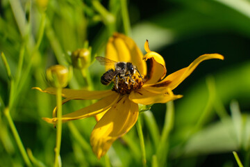 owad,pszczoła,światło,kwiat,ekologia,wiosna,ogród,działka,ekologia3