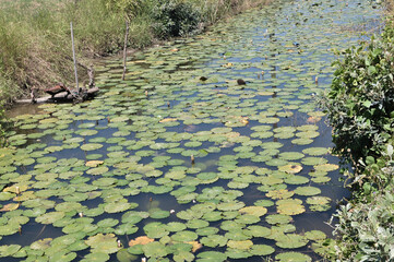 water lily in the pond